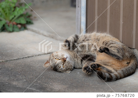 サビ猫 サビトラ 猫 動物の写真素材