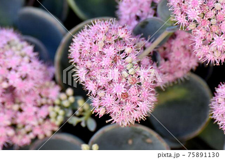 ミセバヤ 花 多肉植物 ピンクの写真素材