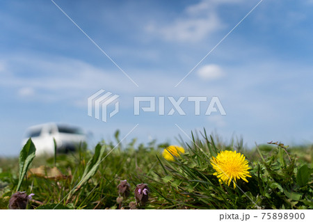 タンポポ ローアングル 黄 緑の写真素材 - PIXTA