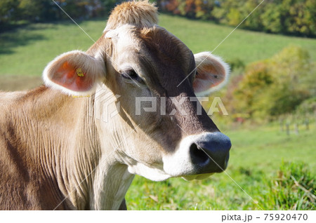 茶色の牛の写真素材 - PIXTA
