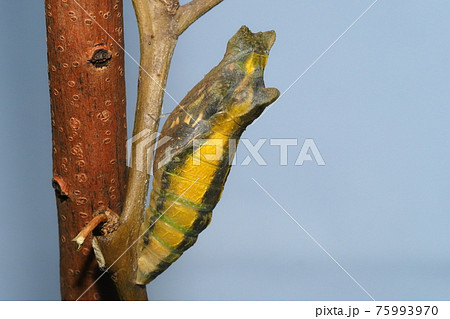 蝶 アゲハ蝶 羽化 蛹の写真素材