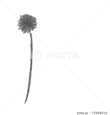 たんぽぽ 花 植物 春のイラスト素材 Pixta