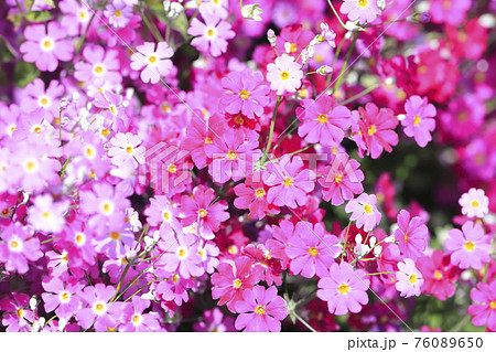 小花 花 ピンク 春の写真素材
