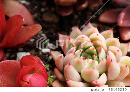 多肉植物の紅葉の写真素材