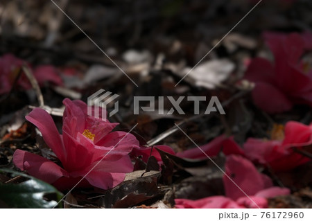 花 植物 椿 落ちるの写真素材