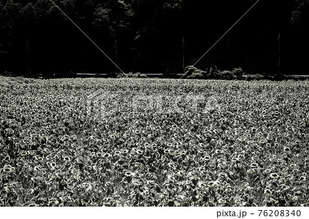ひまわり モノクロ 白黒 花畑の写真素材