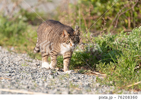 猫 ネコ 正面 歩くの写真素材