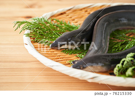 魚類 川魚 魚 鰻の写真素材 - PIXTA