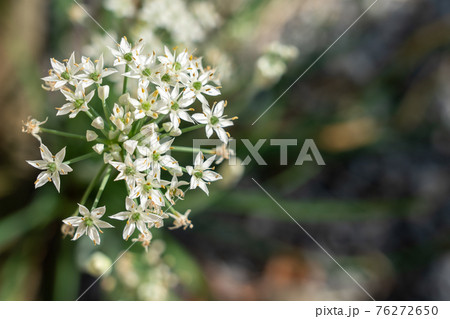 ニラ 花 白 にらの写真素材