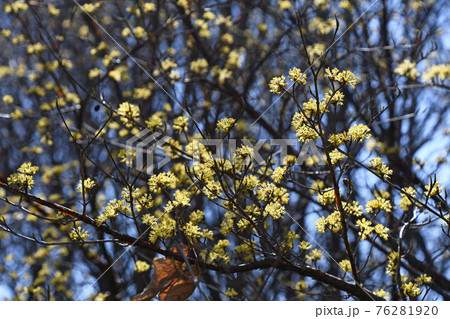 サンシュユ 山茱萸 ヤマグミ 花の写真素材