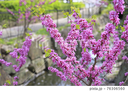 蘇芳花の写真素材