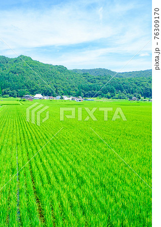 風景 田舎 夏 田んぼの写真素材