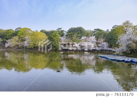 奈良公園 桜 浮御堂 春の写真素材 - PIXTA
