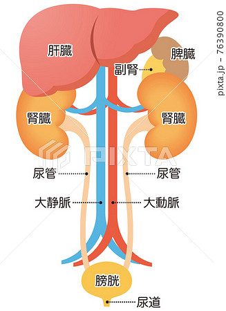 内臓 図 名称 人体図のイラスト素材