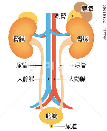 内臓 図 名称 人体図のイラスト素材