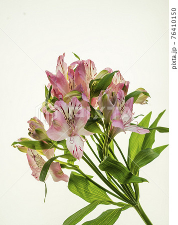 アルストロメリアの写真素材