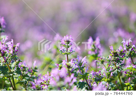 仏の座 春の七草 ホトケノザの写真素材