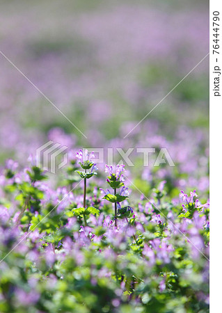 仏の座 春の七草 ホトケノザの写真素材