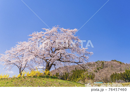 白い桜の写真素材