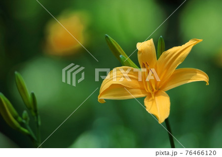 キスゲの花の写真素材