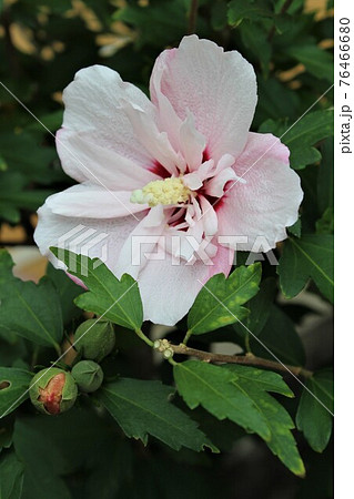 ムグンファ 花の写真素材