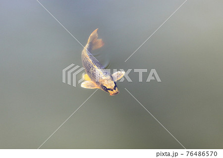 人面魚の写真素材