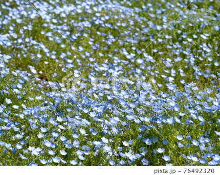 花 植物 ネモフィラ 神奈川県 くりはま花の国の写真素材