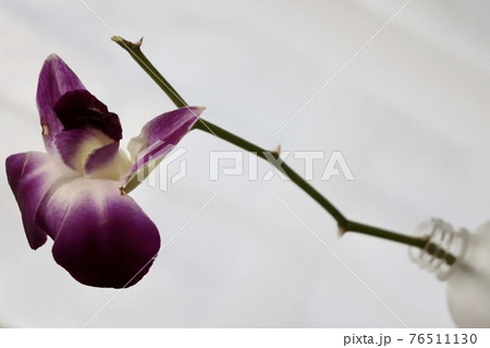 デンファレ 花 花瓶の写真素材