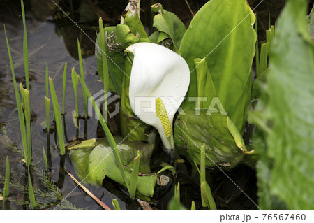 春 カラー 白い花 サトイモ科の写真素材