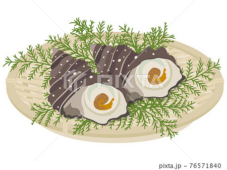 サザエのイラスト素材