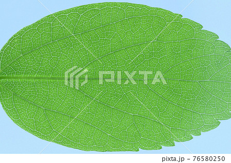 葉 葉っぱ 葉脈 脈の写真素材