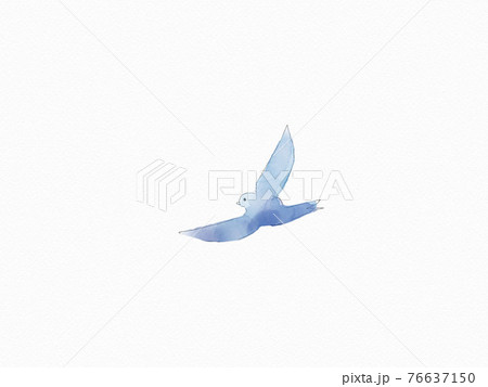 鳥類 渡り鳥 青い鳥 綺麗のイラスト素材