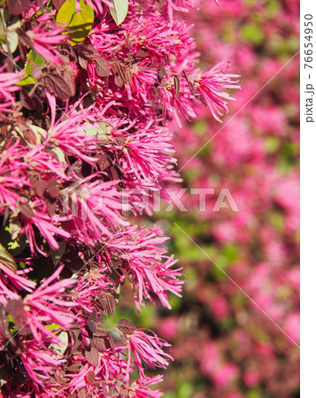 まんさくの花の写真素材