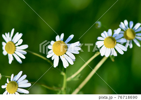 ジャーマンカモミール かわいいの写真素材