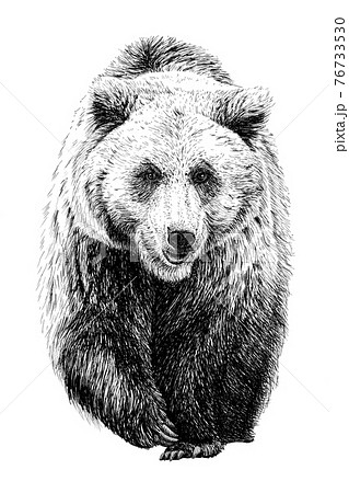 白黒 熊 イラスト モノクロの写真素材