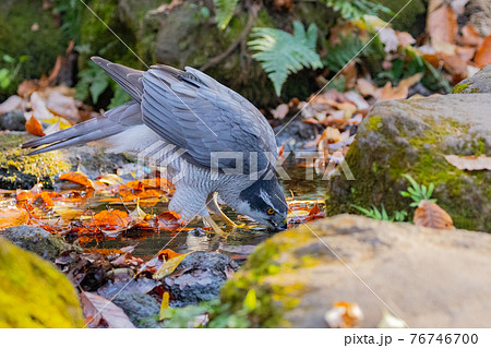 タカ 食べ物の写真素材