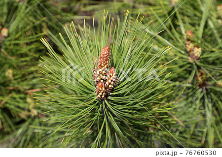 マツの雌花の写真素材