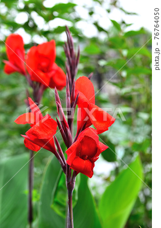 花 カンナ かんな 植物の写真素材