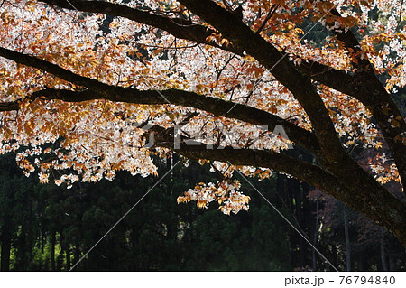 桜の幹 白い幹 美しい桜 ソメイヨシノの写真素材