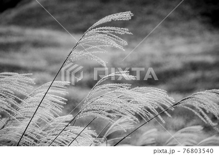 ススキ 植物 秋 モノクロの写真素材