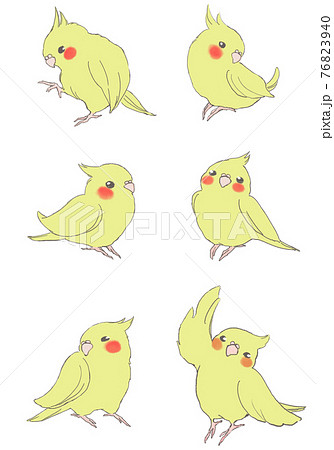 オカメインコ かわいいのイラスト素材