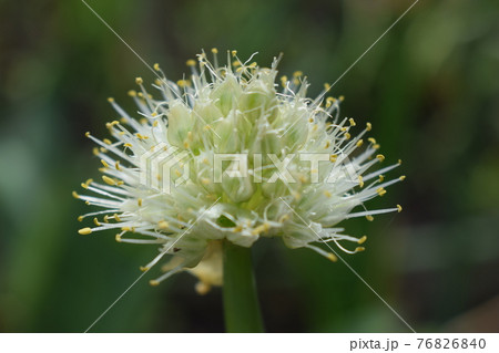 玉ねぎの花 植物の写真素材