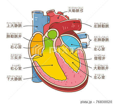 心臓解剖図のイラスト素材