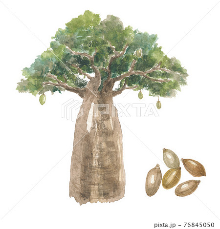 木の実のイラスト素材集 ピクスタ