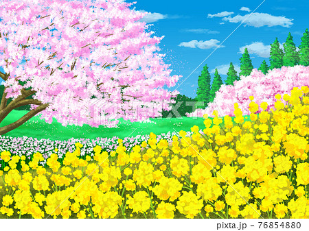 春 菜の花 桜 菜の花畑のイラスト素材 - PIXTA
