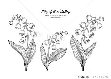 すずらんのイラスト素材 Pixta