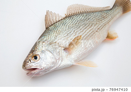 スズキ目ニベ科 魚の写真素材 スズキ目ニベ科 魚の写真素材