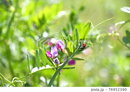 ツル性植物 雑草の写真素材