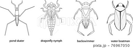 ヤゴのイラスト素材