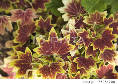 ゼラニウム 紅葉 植物 葉の写真素材